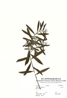 藏品(白千層)的圖片